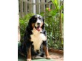 lindos-filhotes-bernese-small-4