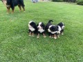 lindos-filhotes-bernese-small-2