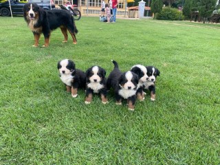 lindos-filhotes-bernese