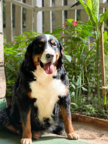 lindos-filhotes-bernese-big-4