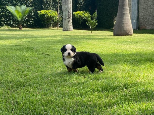 lindos-filhotes-bernese-big-3