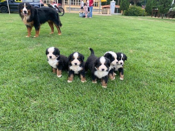 lindos-filhotes-bernese-big-0