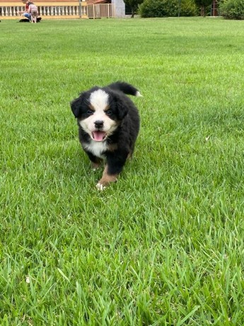 lindos-filhotes-bernese-big-1