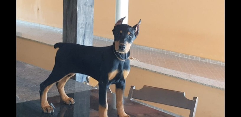 lindos-filhotes-doberman-padrao-top-completo-big-1