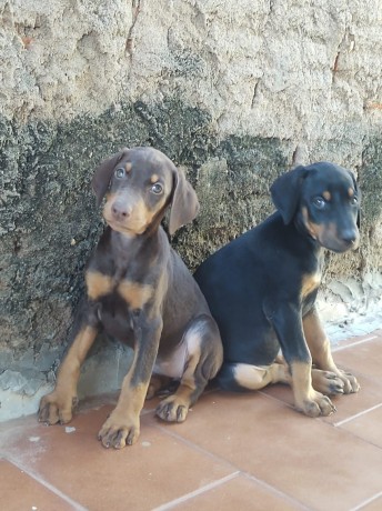 lindos-filhotes-doberman-padrao-top-completo-big-4