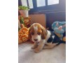 lindos-filhotes-beagle-small-4