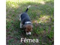 lindos-filhotes-beagle-small-0