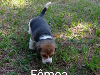 lindos-filhotes-beagle