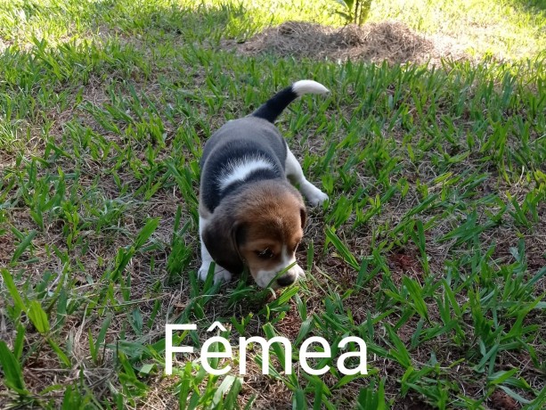 lindos-filhotes-beagle-big-2