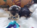 lindos-filhotes-schnauzer-miniatura-small-2