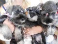 lindos-filhotes-schnauzer-miniatura-small-0