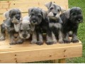 lindos-filhotes-schnauzer-miniatura-small-1