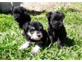 lindos-filhotes-schnauzer-miniatura-small-4