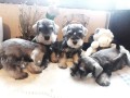 lindos-filhotes-schnauzer-miniatura-small-3