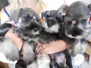 lindos-filhotes-schnauzer-miniatura