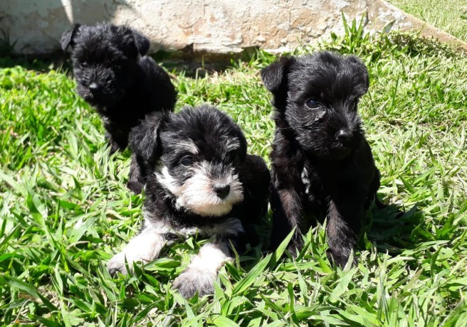 lindos-filhotes-schnauzer-miniatura-big-4