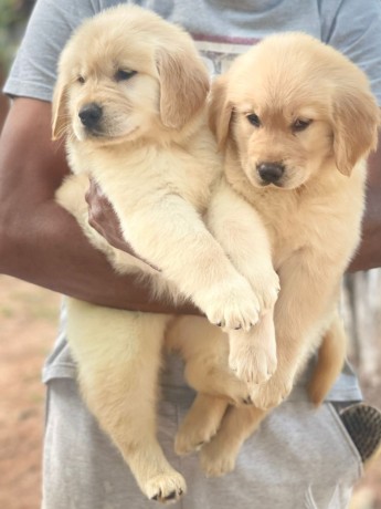 lindos-filhotes-golden-big-4