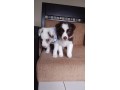 lindos-filhotes-border-collie-small-2