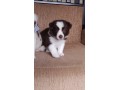 lindos-filhotes-border-collie-small-3