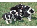 lindos-filhotes-border-collie-small-4