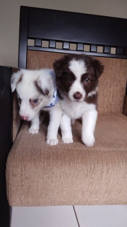 lindos-filhotes-border-collie-big-2