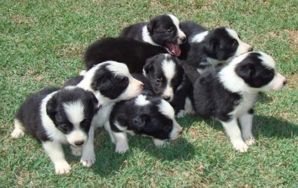 lindos-filhotes-border-collie-big-4