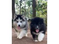 lindos-filhotes-husky-siberiano-small-1