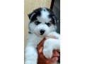 lindos-filhotes-husky-siberiano-small-3