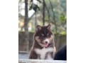 lindos-filhotes-husky-siberiano-small-0