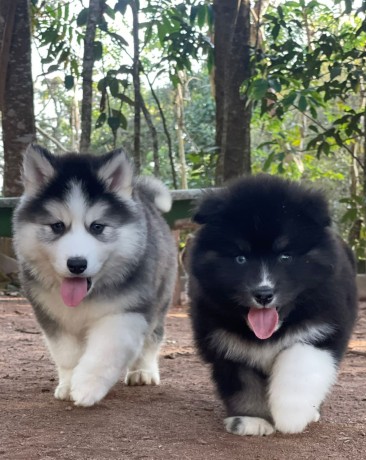 lindos-filhotes-husky-siberiano-big-1