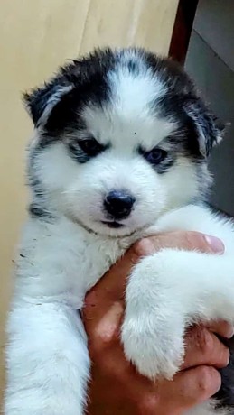 lindos-filhotes-husky-siberiano-big-3