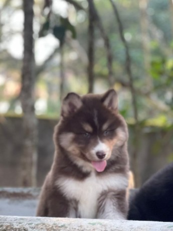 lindos-filhotes-husky-siberiano-big-0