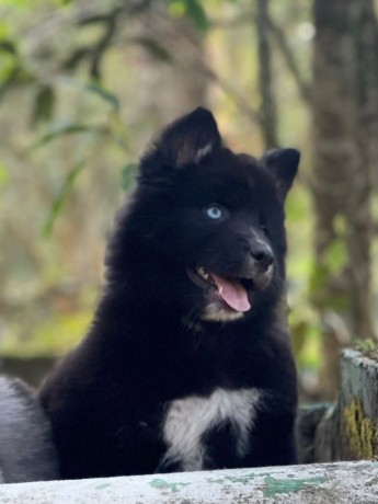 lindos-filhotes-husky-siberiano-big-2