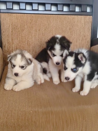 lindos-filhotes-husky-siberiano-big-4