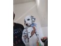 lindos-filhotes-dalmata-small-1