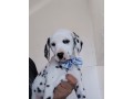 lindos-filhotes-dalmata-small-2