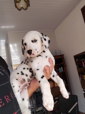 lindos-filhotes-dalmata-big-3