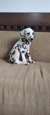 lindos-filhotes-dalmata-big-0