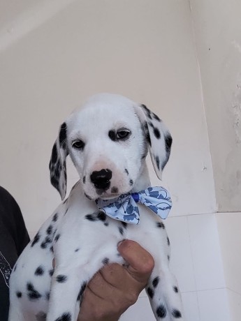 lindos-filhotes-dalmata-big-2