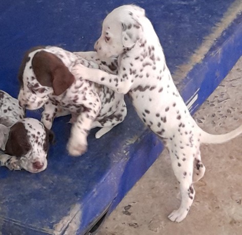 lindos-filhotes-dalmata-big-4