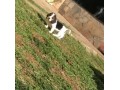 lindos-filhotes-basset-hound-small-1