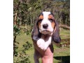 lindos-filhotes-basset-hound-small-4