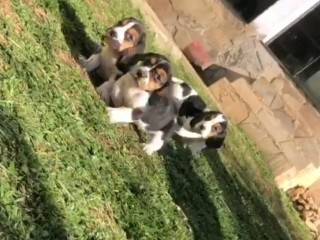 lindos-filhotes-basset-hound