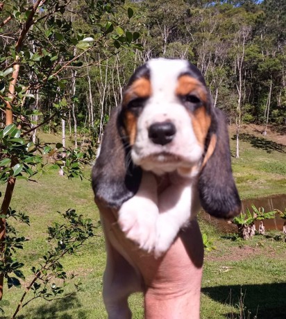 lindos-filhotes-basset-hound-big-4