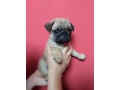 lindos-filhotes-pug-small-0