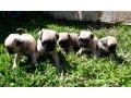 lindos-filhotes-pug-small-4