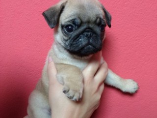 lindos-filhotes-pug