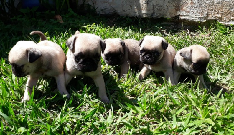 lindos-filhotes-pug-big-4