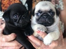 lindos-filhotes-pug-big-3