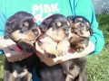 lindos-filhotes-rottweiler-small-2